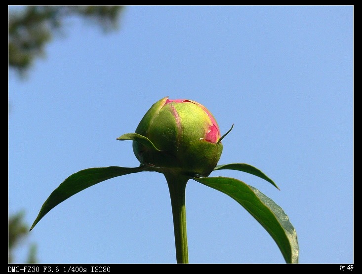 花咕嘟 摄影 阿舒