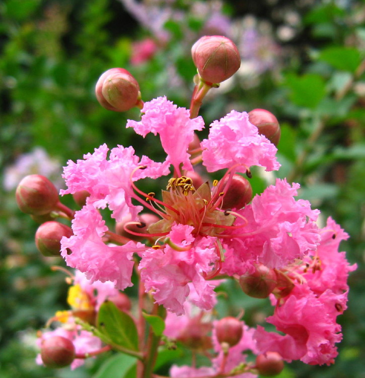 花蕾与花 摄影 小大人