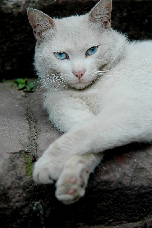 美丽的猫咪 摄影 阳光客