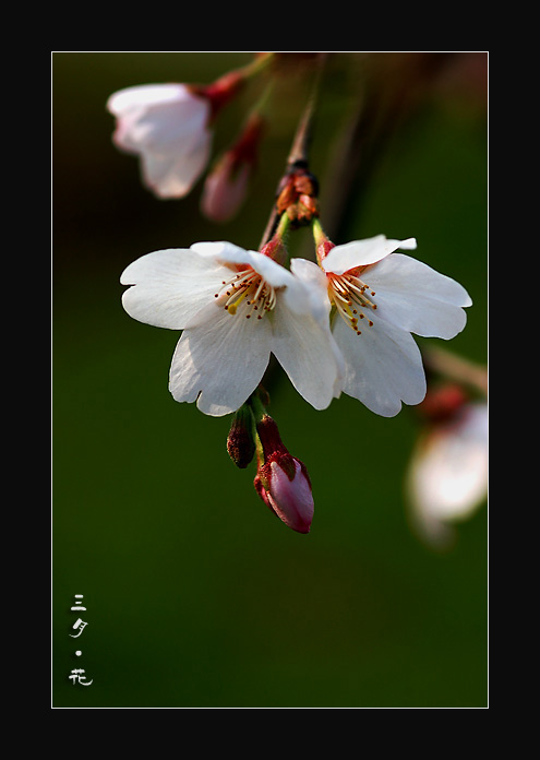 三月.花 摄影 Robert_Ni