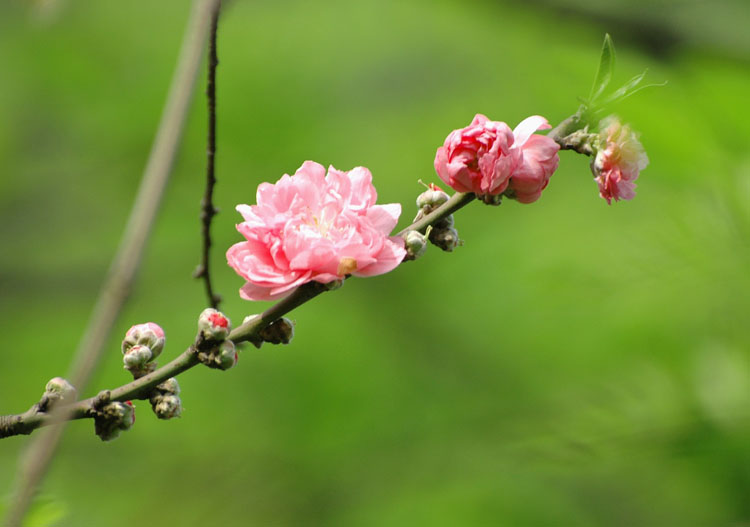 一支花 摄影 张超