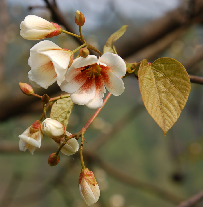 桐花 摄影 hsoyang