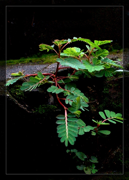 植物 摄影 龙珠