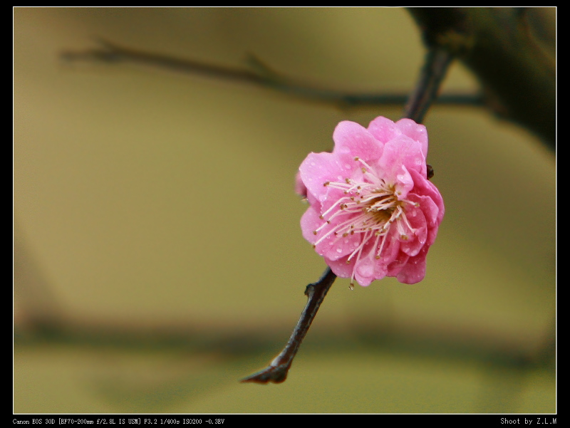 花语 摄影 小河山小樵夫