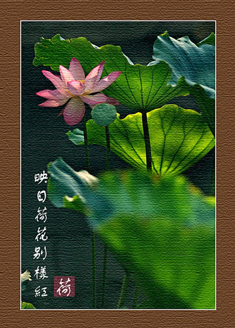 画荷 摄影 LPX666