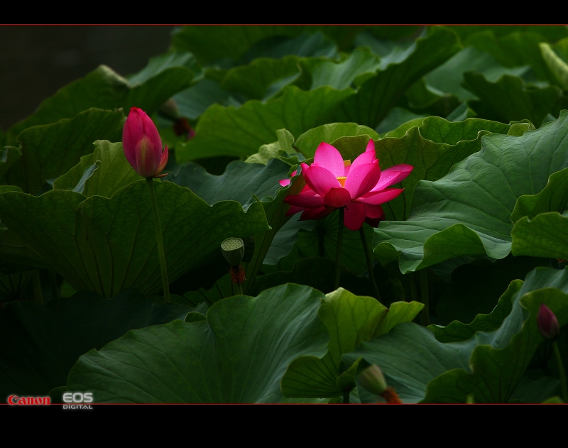 花中君子 摄影 我寻欢