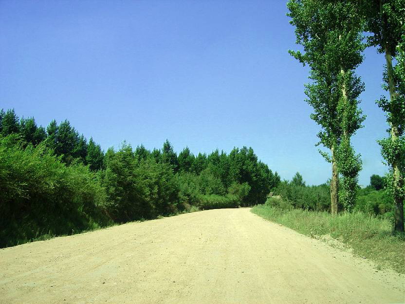 乡村公路 摄影 植物爱好者