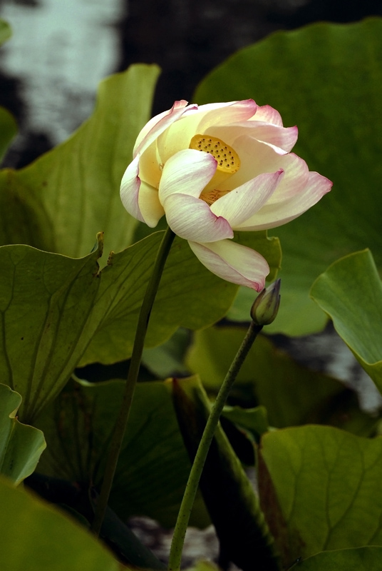 映日荷花 摄影 fengsheng