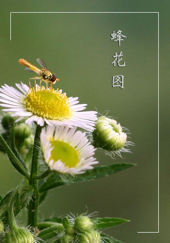 蜂花图 摄影 youzi