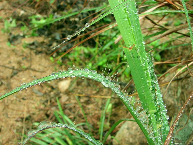 珍珠衫 摄影 崂山人家