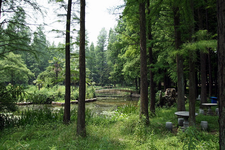 植物园风景. 摄影 楚园秋韵