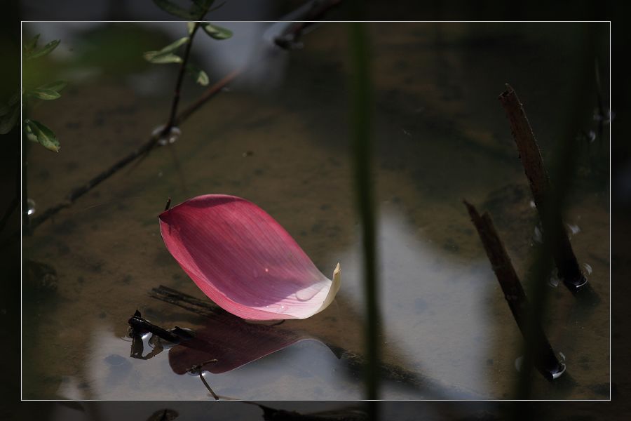 花瓣 摄影 摄游