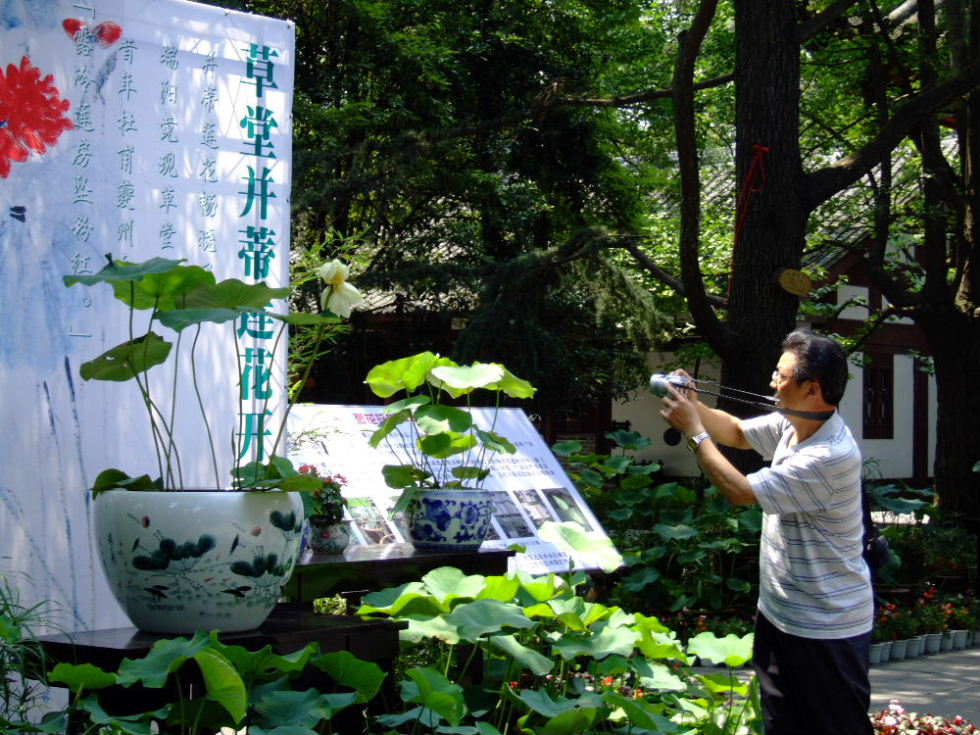 难遇双荷吸人 摄影 XYA