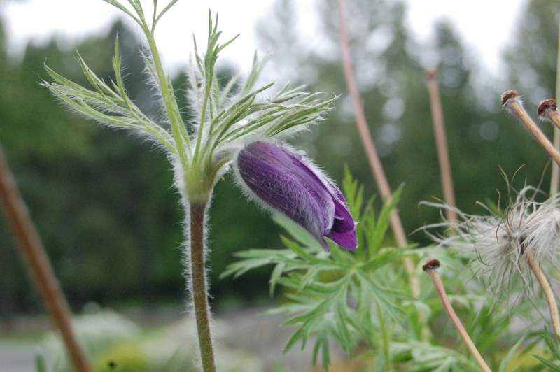 小花(八) 摄影 seattle