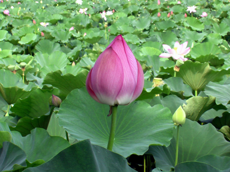 荷花仙子(1) : 荷 花 仙 子 玉 美 人 摄影 巴蜀正翁