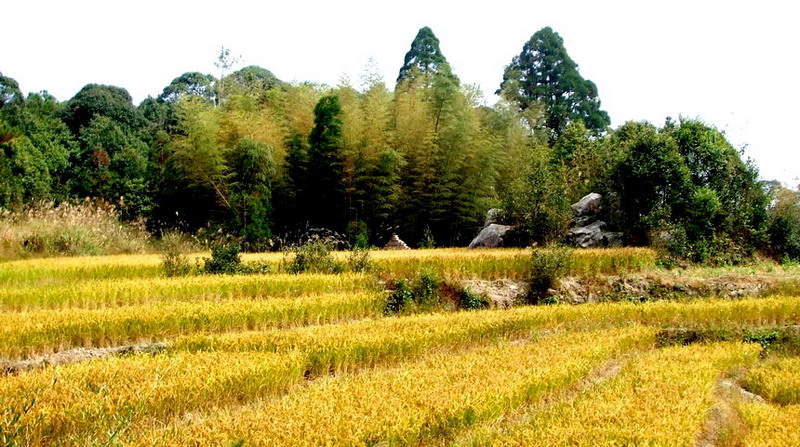 山谷稻田 摄影 溪里峰