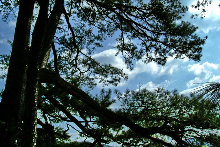 参天古松 摄影 溪里峰