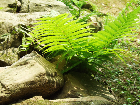 小草 摄影 空中的鱼