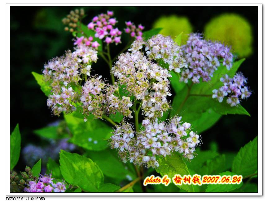 路边小花(2) 摄影 榆树钱