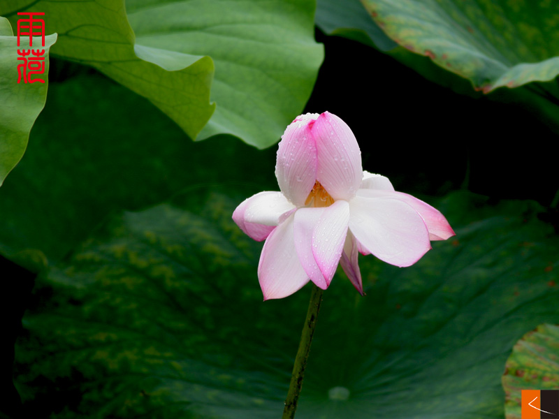 雨荷 摄影 kuangkee