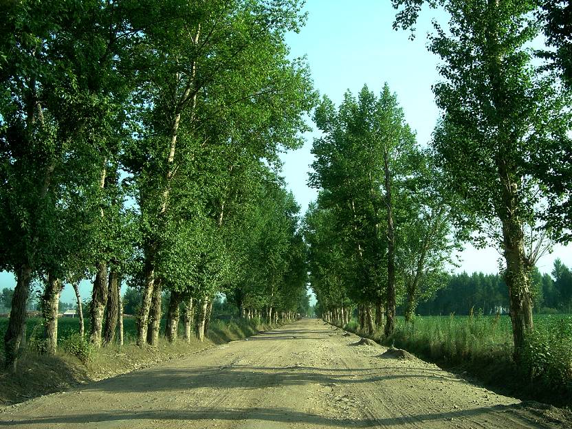 乡村公路(2) 摄影 植物爱好者