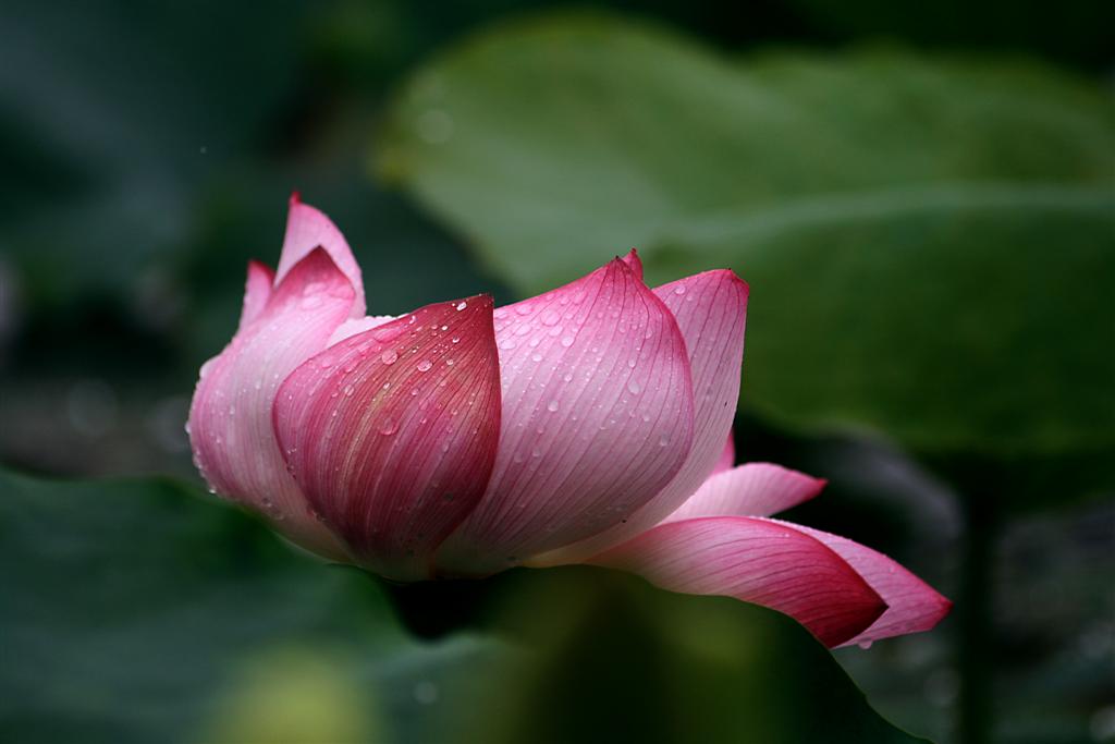 雨荷 摄影 江南雨