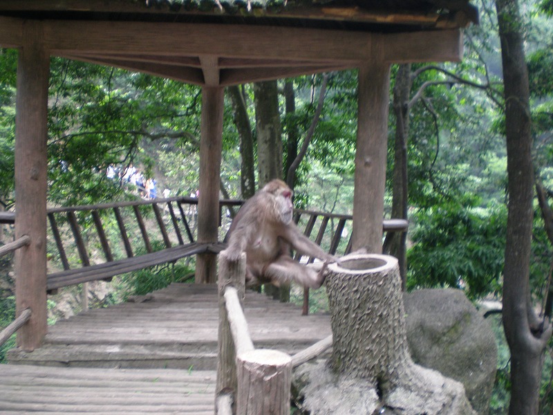 峨嵋山可爱的小猴 摄影 莹莹