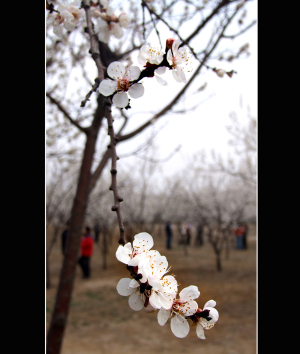 花卉 摄影 晚.挽