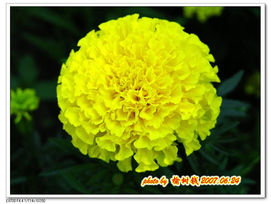小黄花 摄影 榆树钱