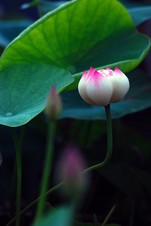 荷(四) 摄影 浪漫