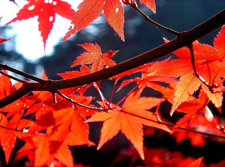 枫叶的季节（四） 摄影 氰箐