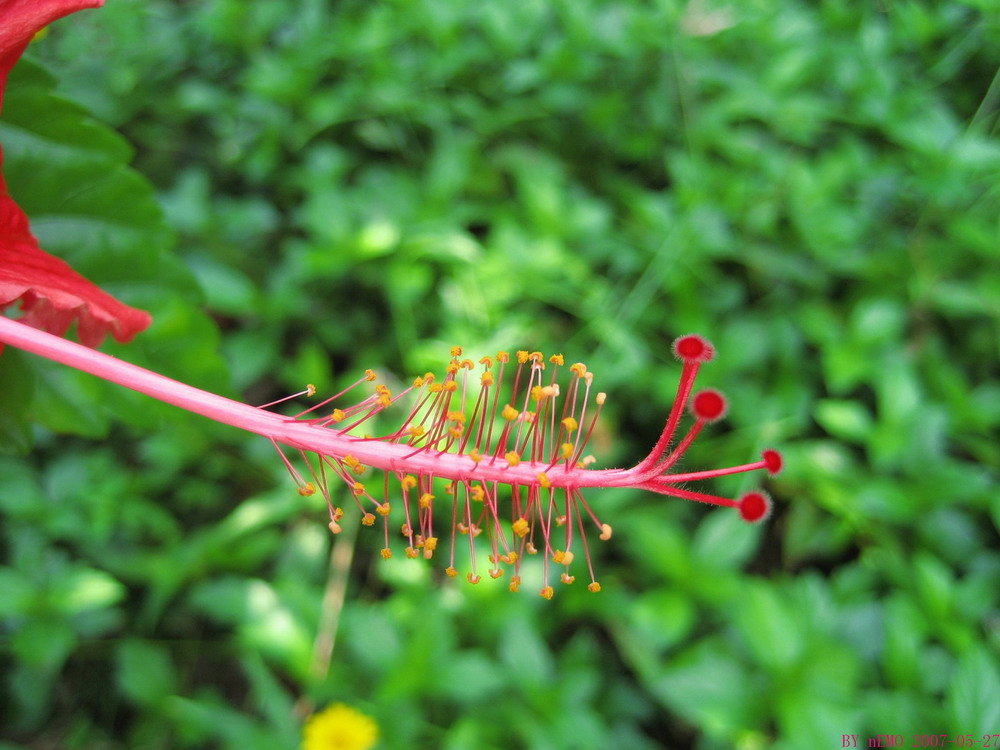 红花配绿 摄影 nEMOlong