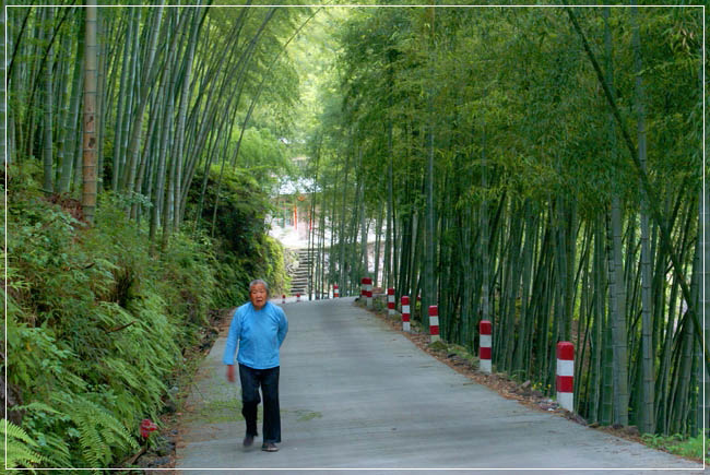 竹林深处... 摄影 幽居空谷