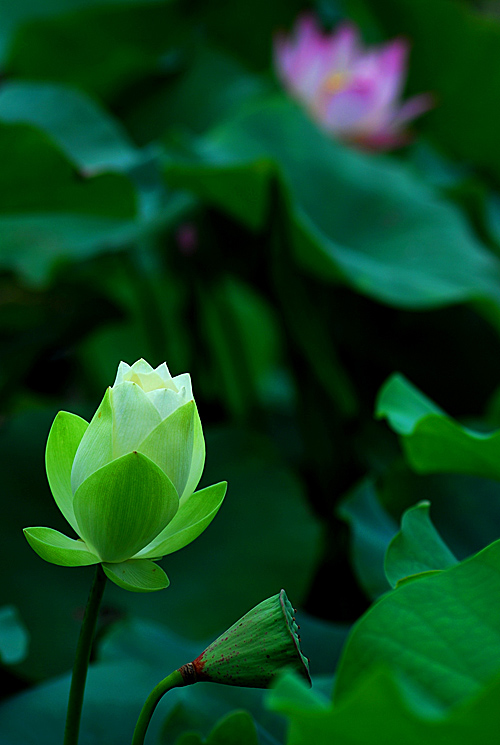 荷(四) 摄影 浪漫