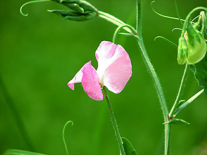 植物园小花 摄影 5kefu