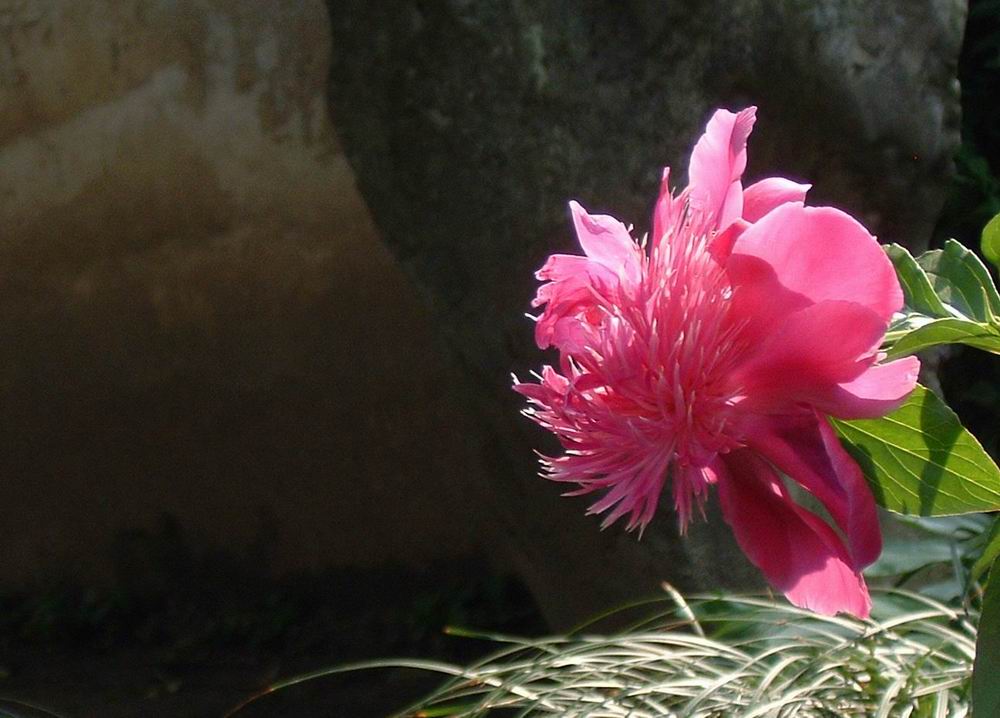 红花 摄影 水边益清