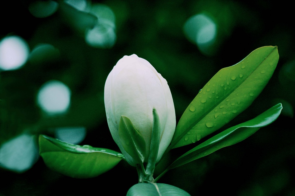 节能灯 摄影 东方伦