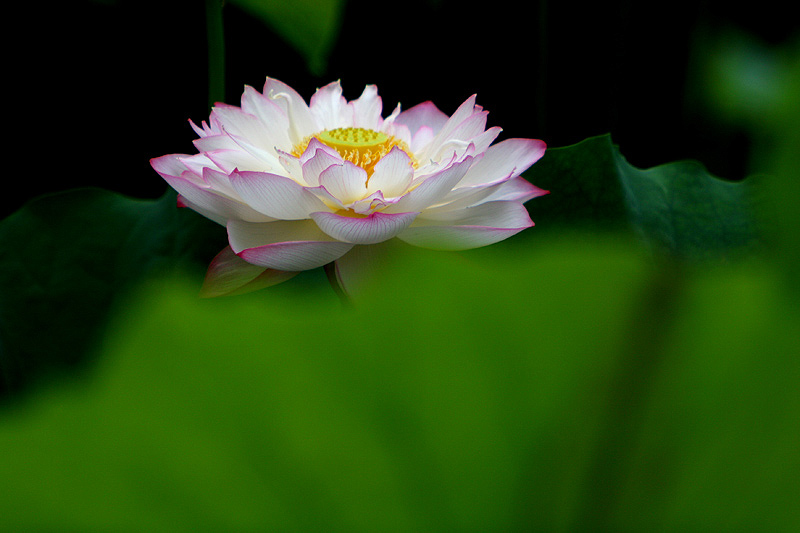 雅 摄影 月照玲珑