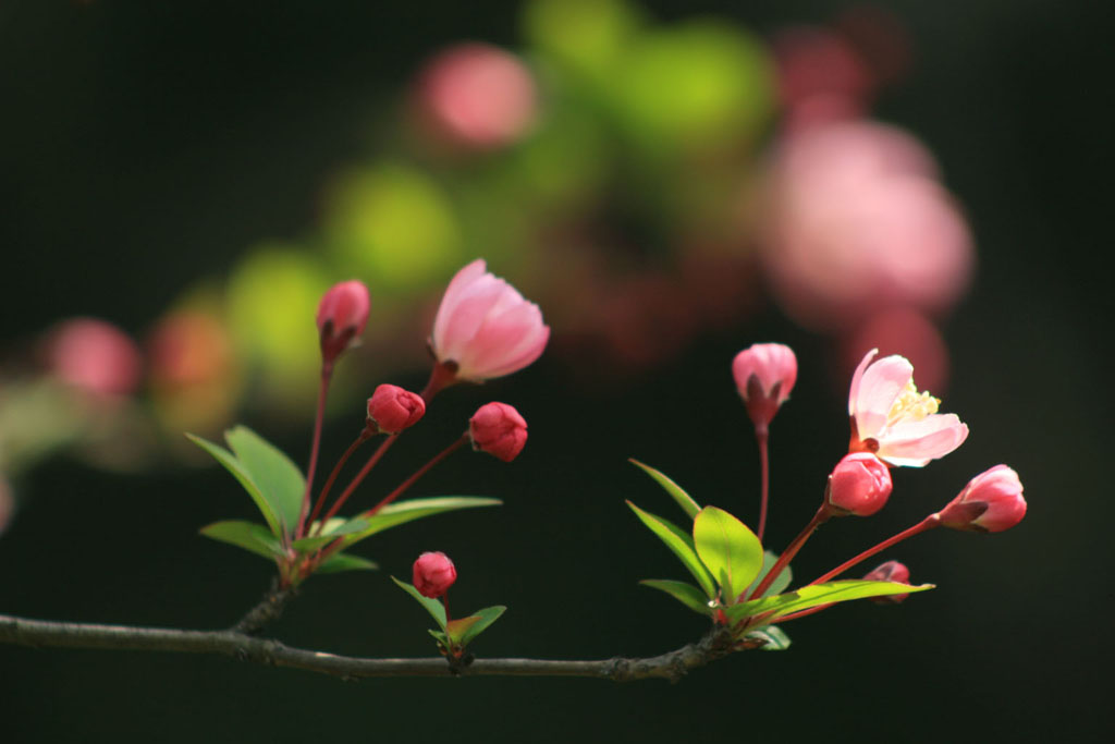 花语 摄影 超越