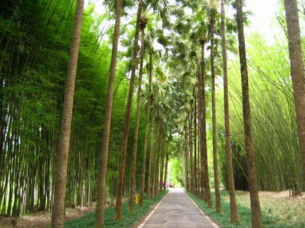 植物园 摄影 心朗如月