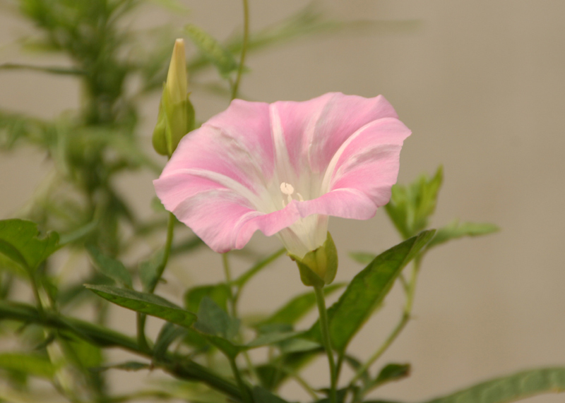 牵牛花 摄影 花果山主