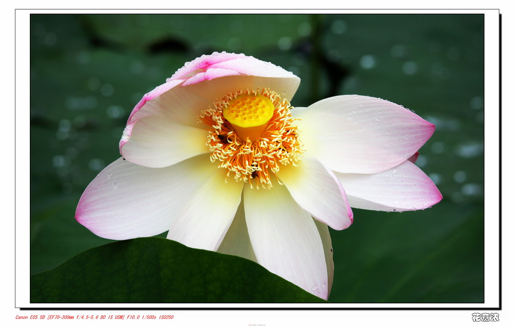 花意浓 摄影 玉龙