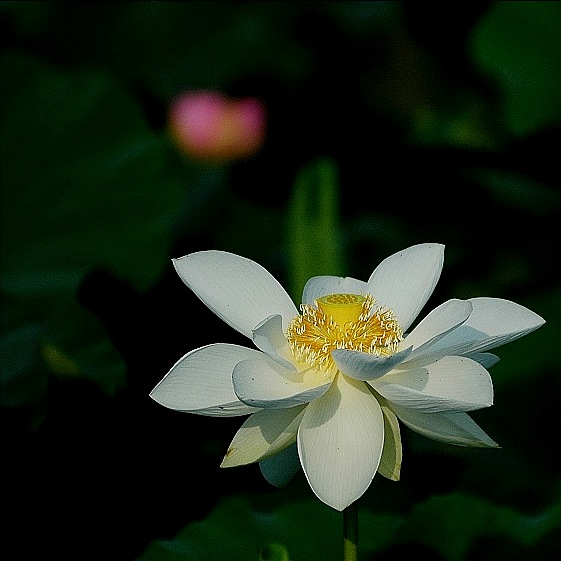 荷花 摄影 漂泊异乡