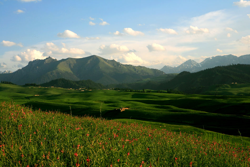 草原这边花正开 摄影 山野