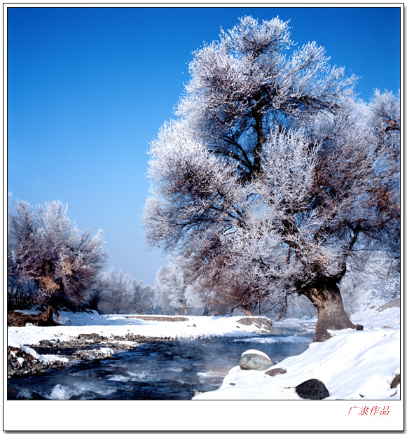 傲立雪中 摄影 广隶701