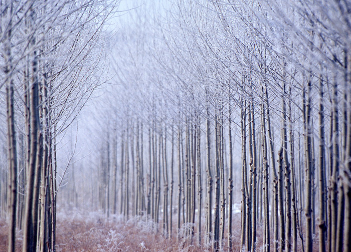 2007探访雪世界--冬韵 摄影 不鸣