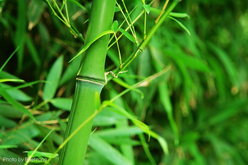 竹韵 3 摄影 baehrong