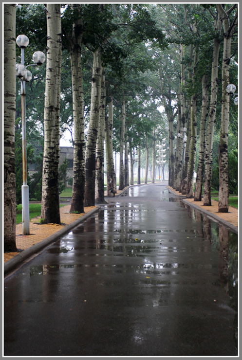 在雨中 摄影 云山雪海