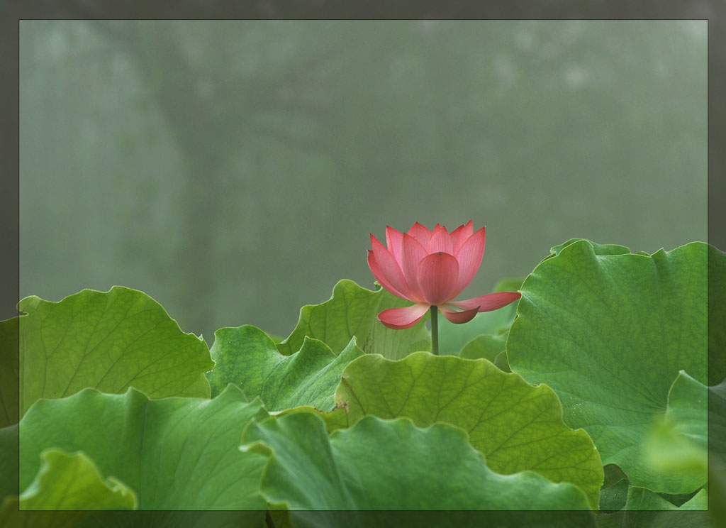 雾里看花 摄影 tzc21