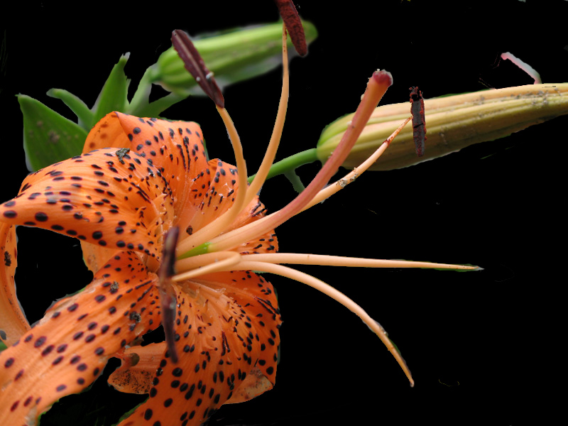 百合花 摄影 罗梦